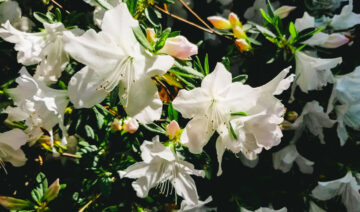 Hans Laaspere, Masters Client