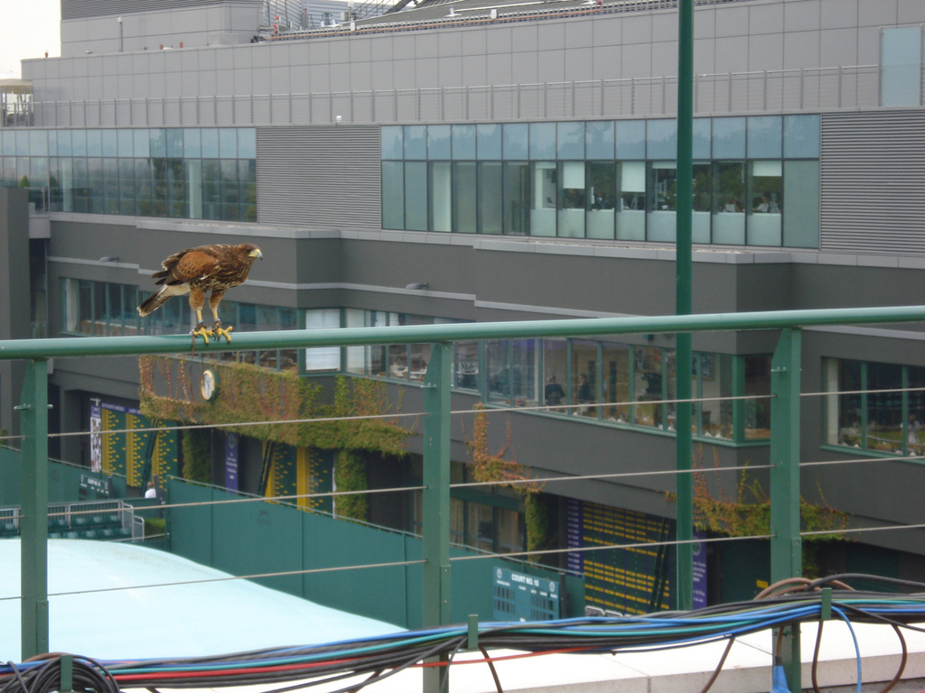 rufus hawk wimbledon