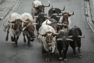 Nicole and Elias Zermeno, Pamplona Client