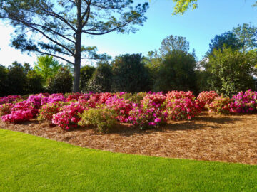 Richard Taylor, Masters Client