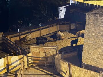 Nicholas Hanna, Running of the Bulls Client